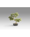 BANKAN - BONSAI 75CM